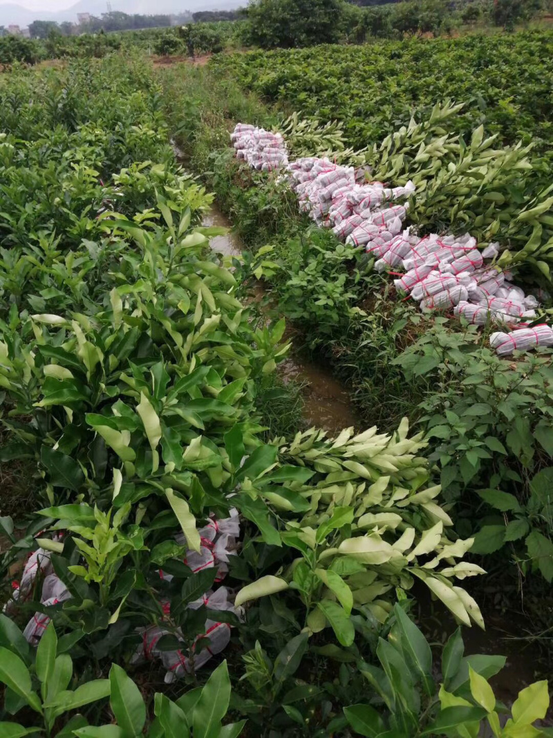 越南翡翠青皮柚正品嫁接苗
