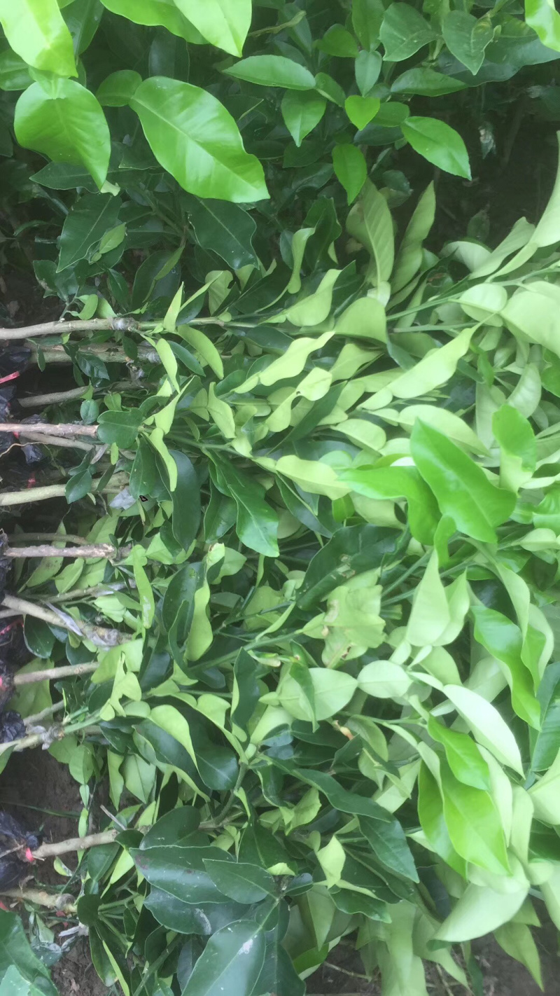 越南翡翠青皮柚正品嫁接苗