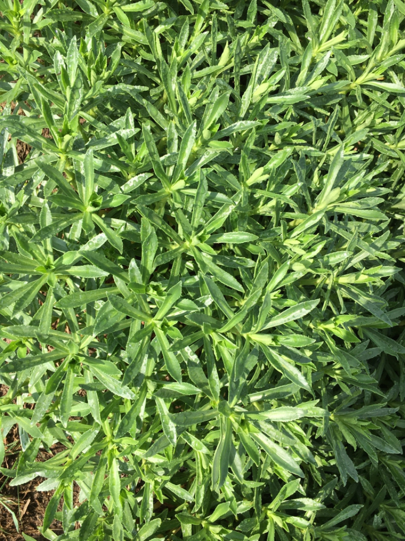 高钙菜、救心菜、养心菜、费菜，景天三七。