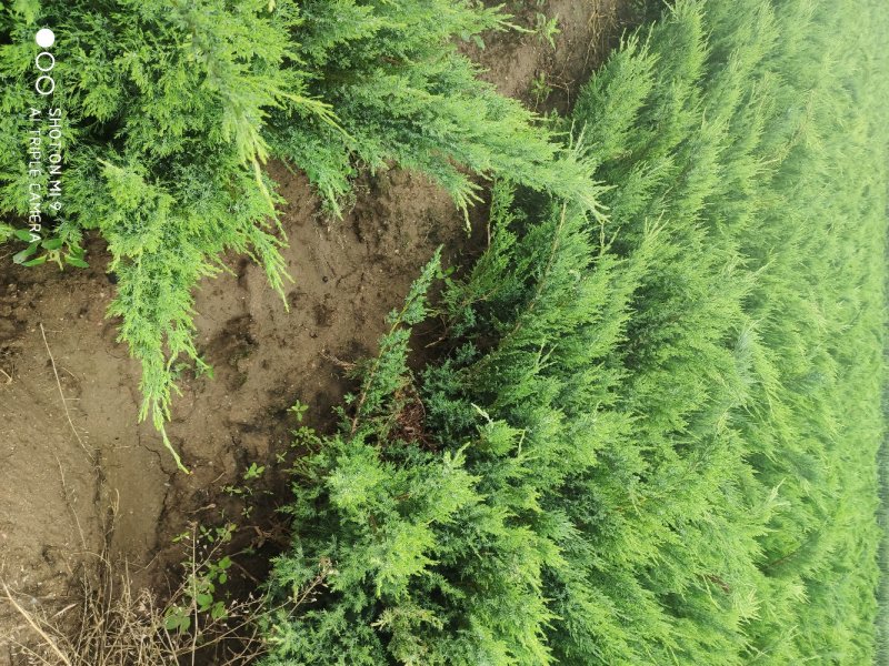 柏树河北保定苗木基地直发杯苗沙地柏，杯苗侧柏，杨树苗