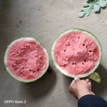 精品甜王大量上市