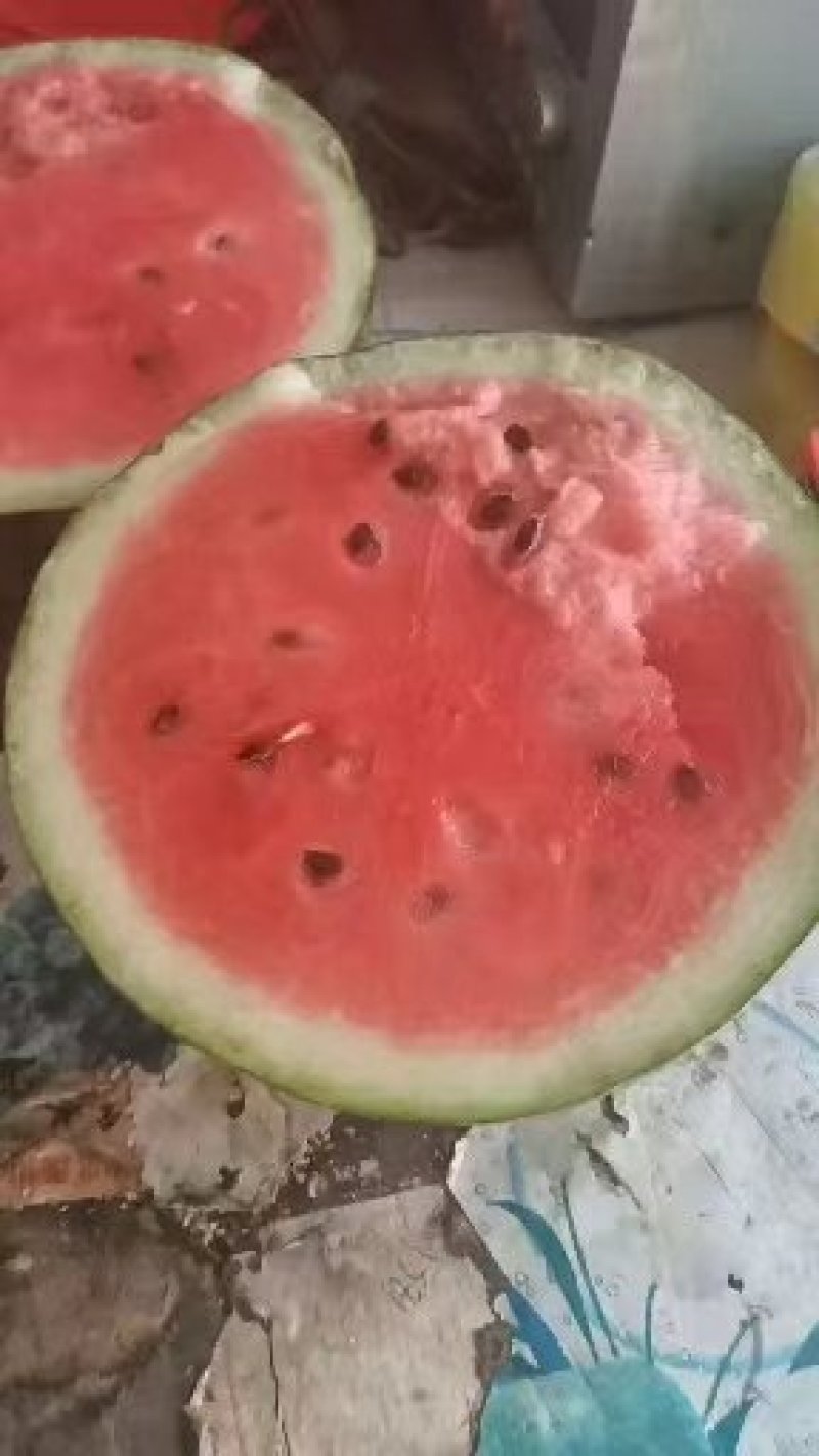 精品甜王大量上市