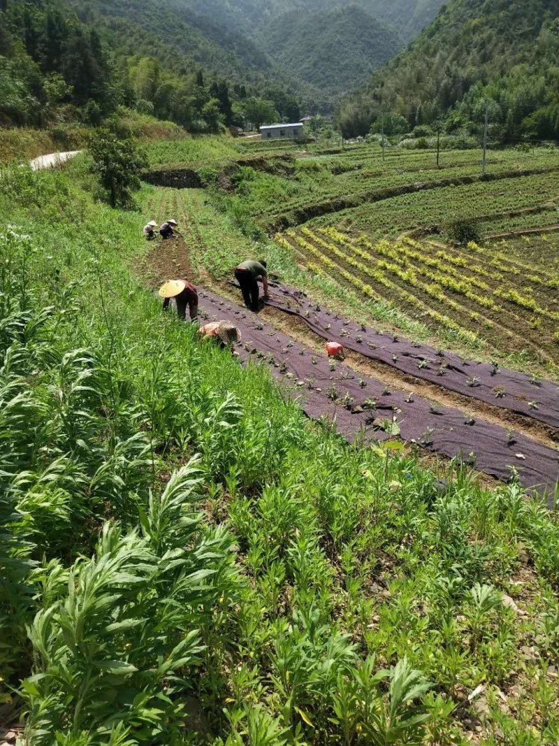 各种防草布，防晒布，及各种绿化设施，欢迎咨询