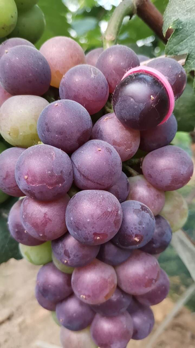 好吃的葡萄