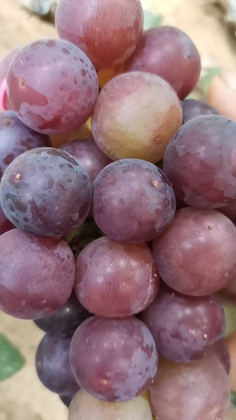 好吃的葡萄