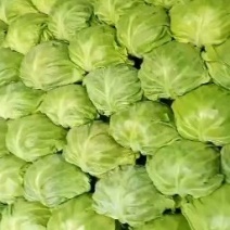 甘蓝