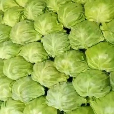 甘蓝