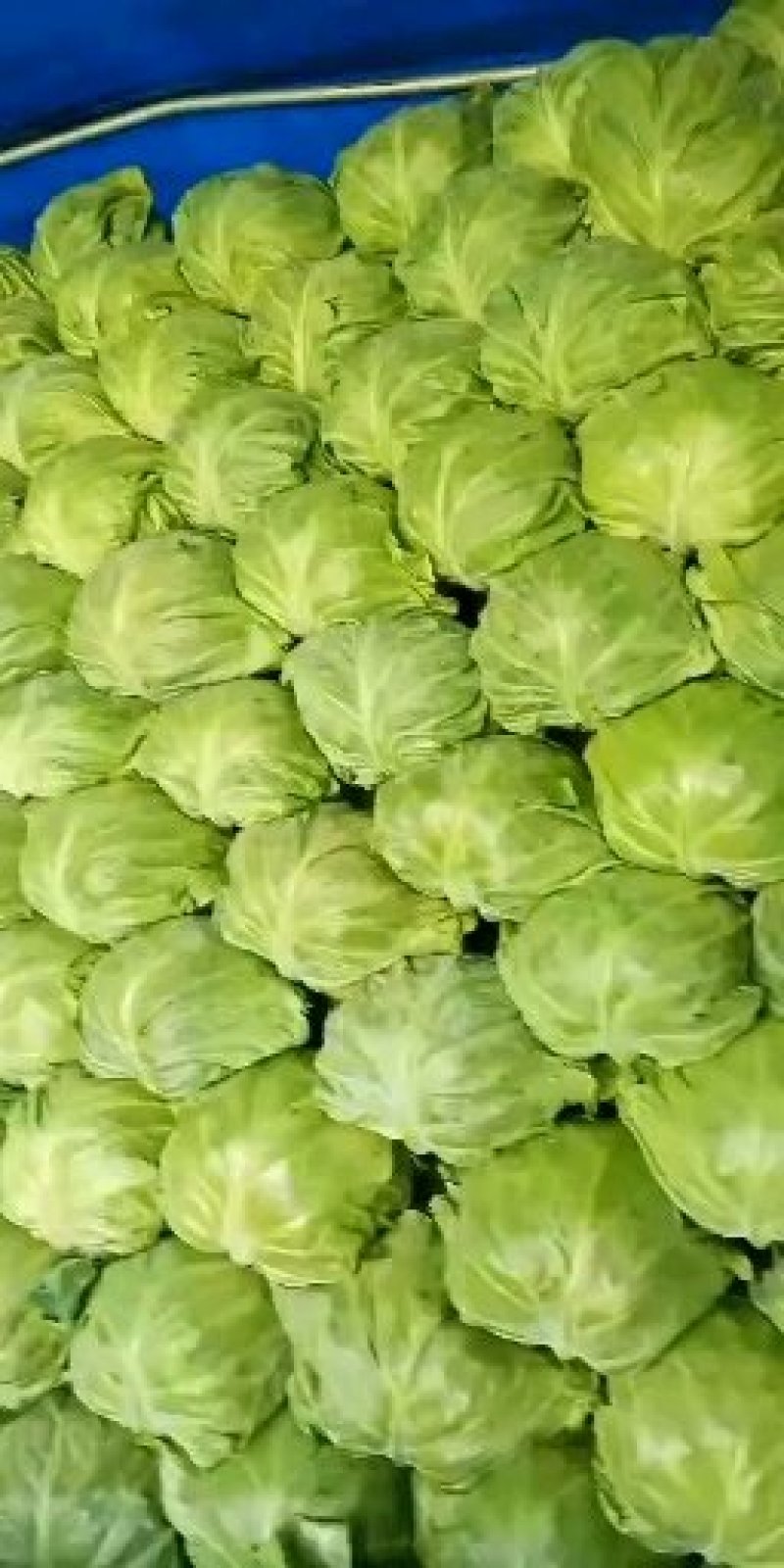 甘蓝