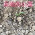 白芨除草剂白芨除草剂白芨专用除草剂可全田喷施不伤苗