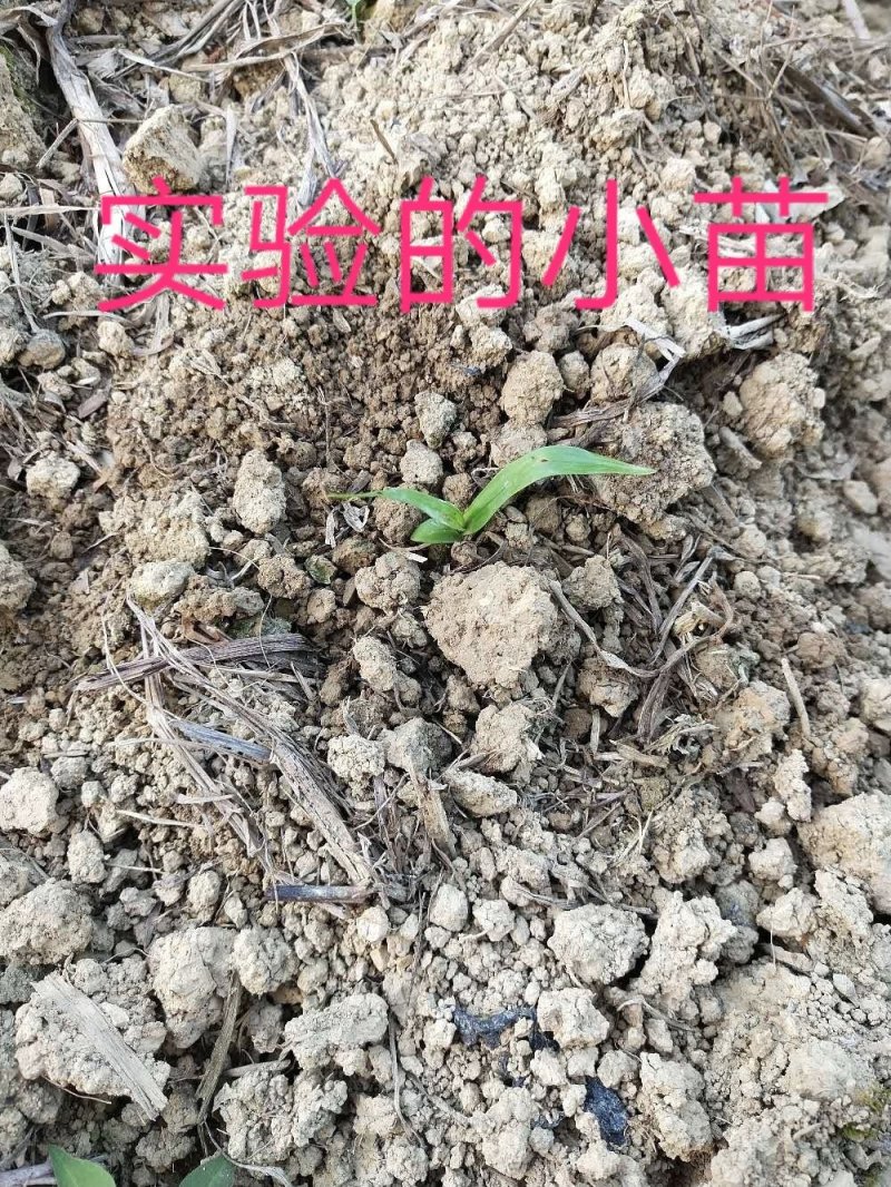 白芨除草剂白芨除草剂白芨专用除草剂可全田喷施不伤苗