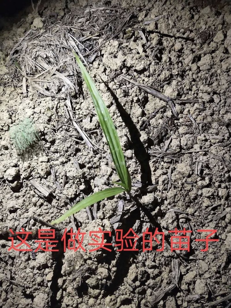白芨除草剂白芨除草剂白芨专用除草剂可全田喷施不伤苗