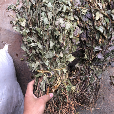 中药材今年新货鱼腥草条子都有颜色青绿色没有硫