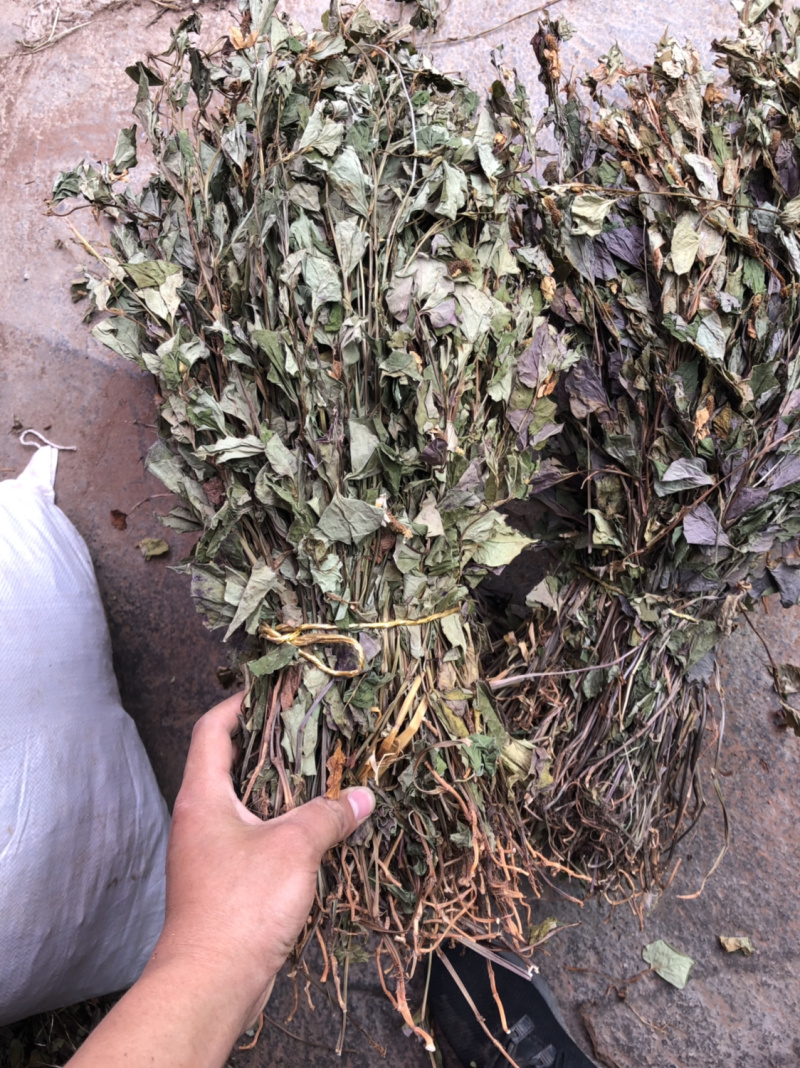 中药材今年新货鱼腥草条子都有颜色青绿色没有硫