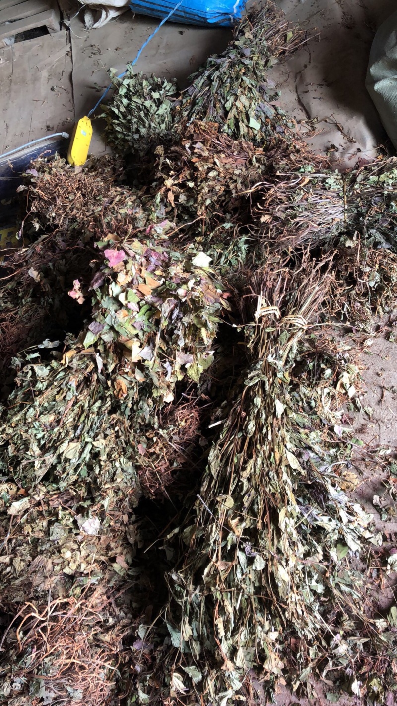 中药材今年新货鱼腥草条子都有颜色青绿色没有硫