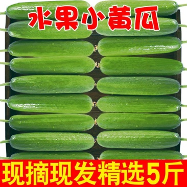 一件代发黄瓜新鲜小黄瓜水果小青瓜无刺水果黄瓜生吃整箱新鲜