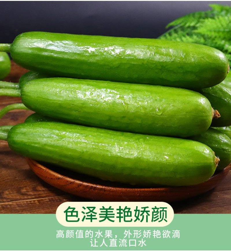 一件代发黄瓜新鲜小黄瓜水果小青瓜无刺水果黄瓜生吃整箱新鲜