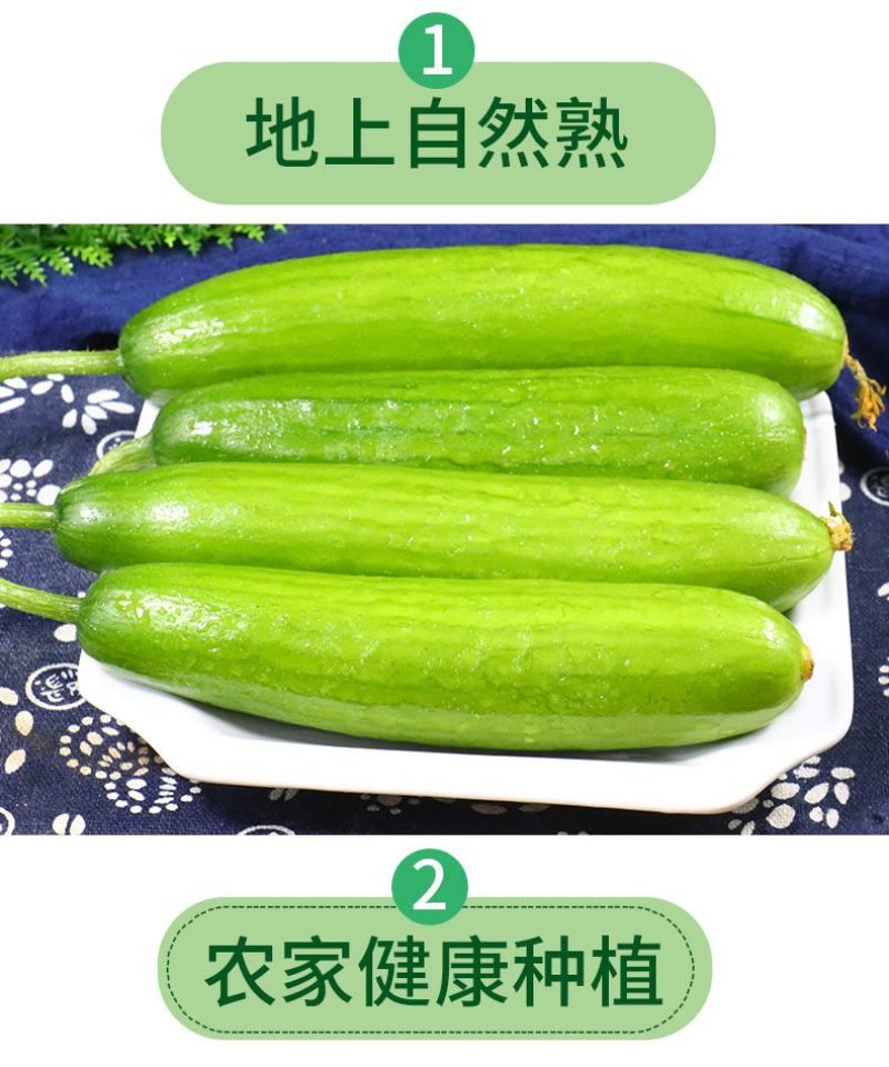 一件代发黄瓜新鲜小黄瓜水果小青瓜无刺水果黄瓜生吃整箱新鲜