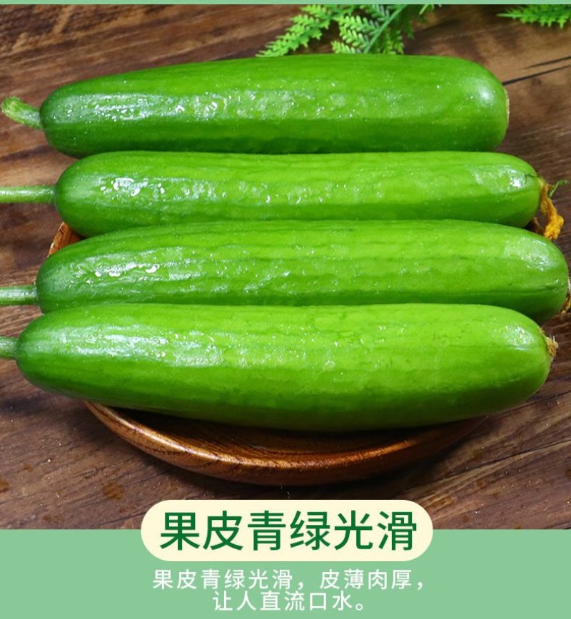一件代发黄瓜新鲜小黄瓜水果小青瓜无刺水果黄瓜生吃整箱新鲜