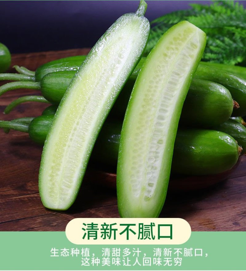 一件代发黄瓜新鲜小黄瓜水果小青瓜无刺水果黄瓜生吃整箱新鲜