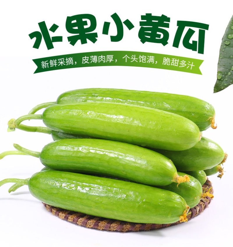 一件代发黄瓜新鲜小黄瓜水果小青瓜无刺水果黄瓜生吃整箱新鲜