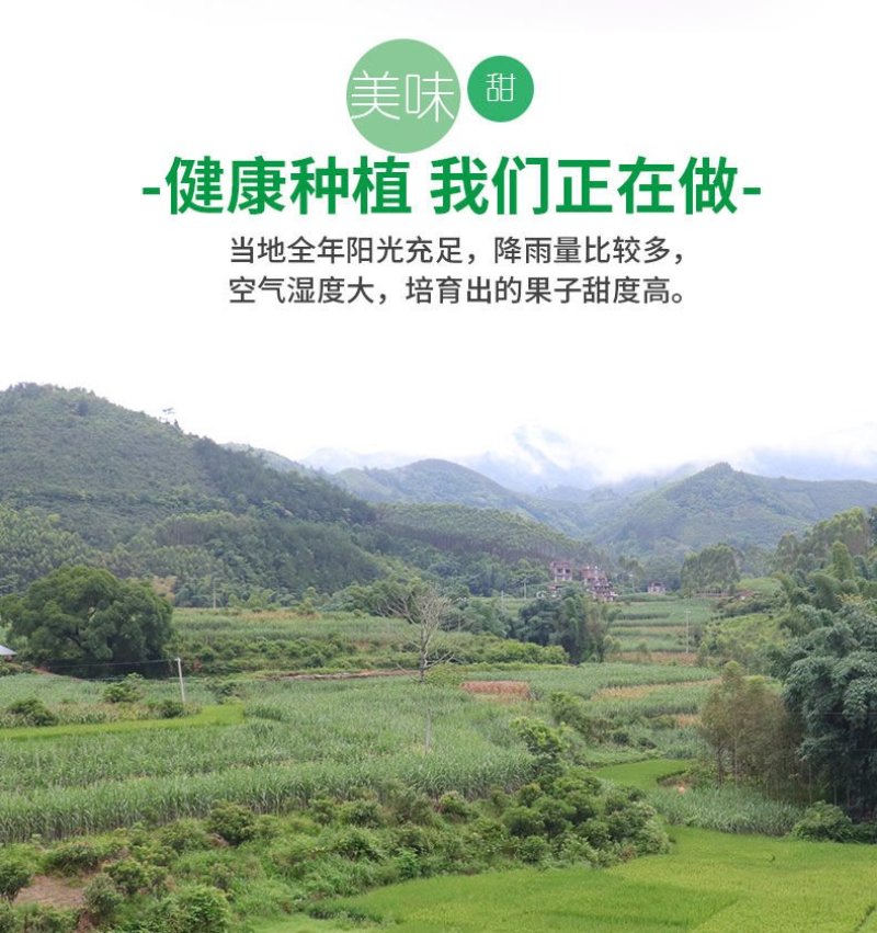 一件代发黄瓜新鲜小黄瓜水果小青瓜无刺水果黄瓜生吃整箱新鲜