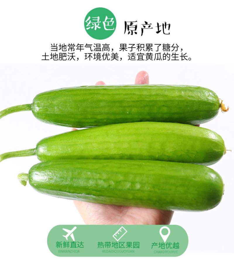 一件代发黄瓜新鲜小黄瓜水果小青瓜无刺水果黄瓜生吃整箱新鲜