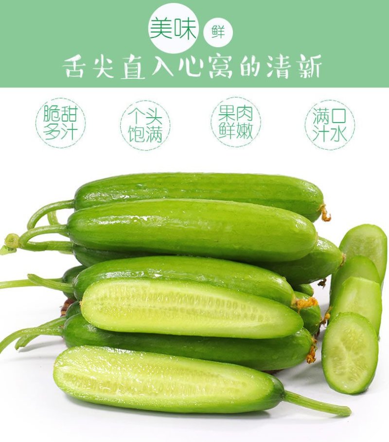 一件代发黄瓜新鲜小黄瓜水果小青瓜无刺水果黄瓜生吃整箱新鲜