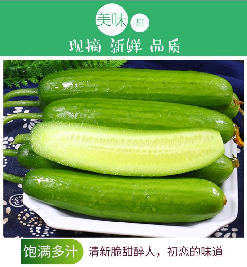 一件代发黄瓜新鲜小黄瓜水果小青瓜无刺水果黄瓜生吃整箱新鲜
