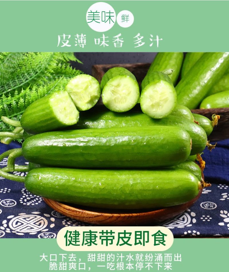 一件代发黄瓜新鲜小黄瓜水果小青瓜无刺水果黄瓜生吃整箱新鲜