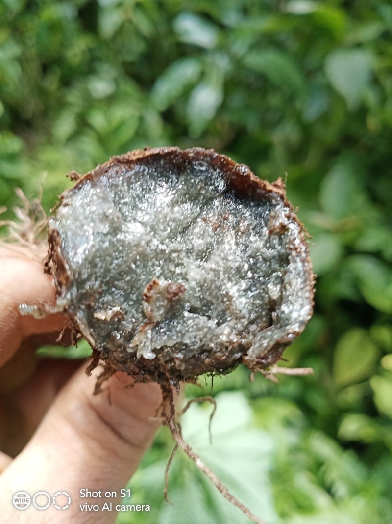 云南野生反季节性的雪里见，半载烂，现在已经生长出来了。