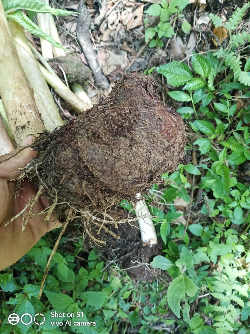 云南野生反季节性的雪里见，半载烂，现在已经生长出来了。