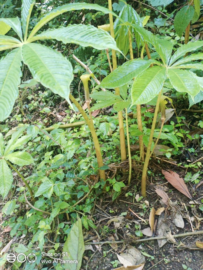 云南野生反季节性的雪里见，半载烂，现在已经生长出来了。