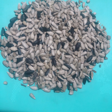 榨油油葵毛仁，葵仁出油高，油脂好，质量顶呱呱