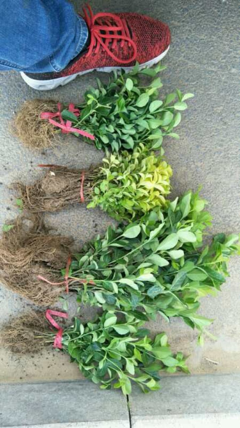 小叶扶芳藤，大叶扶芳藤，大量有货，基地直销，规格齐全