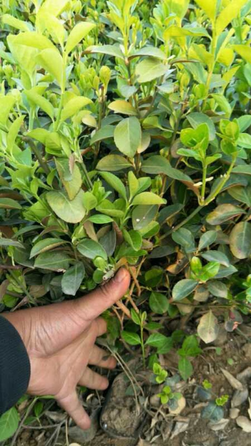 小叶扶芳藤，大叶扶芳藤，大量有货，基地直销，规格齐全