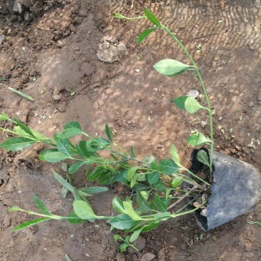小叶扶芳藤，大叶扶芳藤，大量有货，基地直销，规格齐全