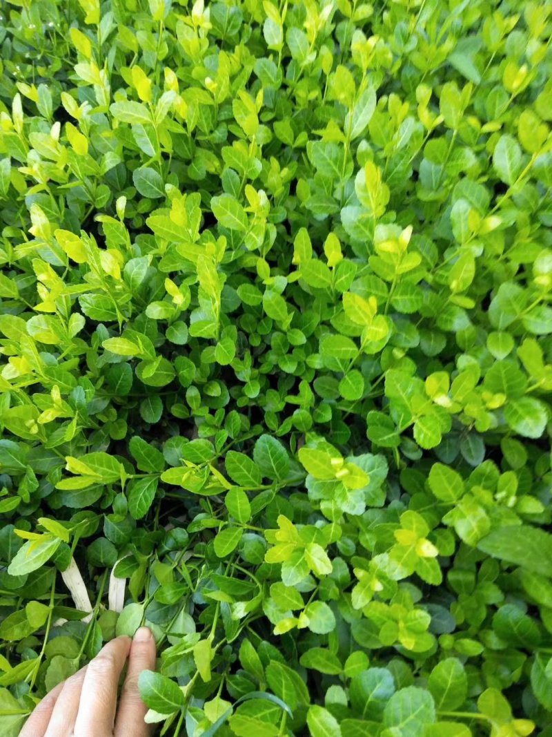 小叶扶芳藤，大叶扶芳藤，大量有货，基地直销，规格齐全