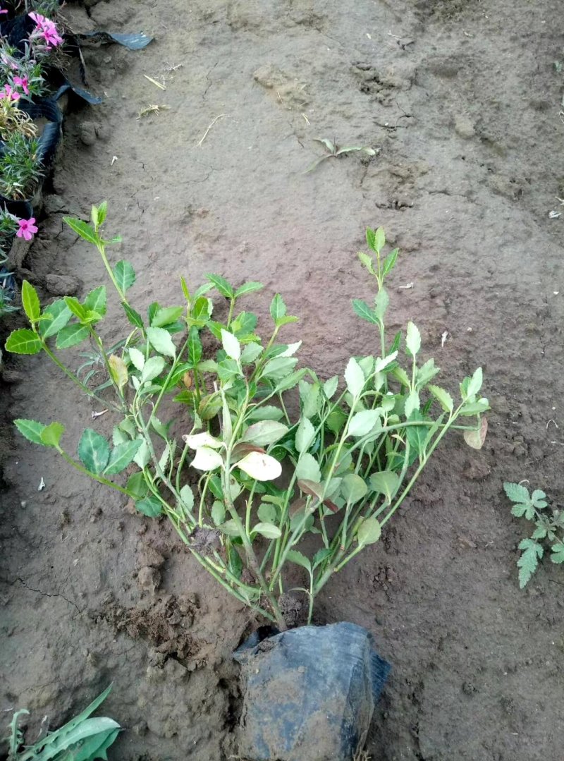 小叶扶芳藤，大叶扶芳藤，大量有货，基地直销，规格齐全