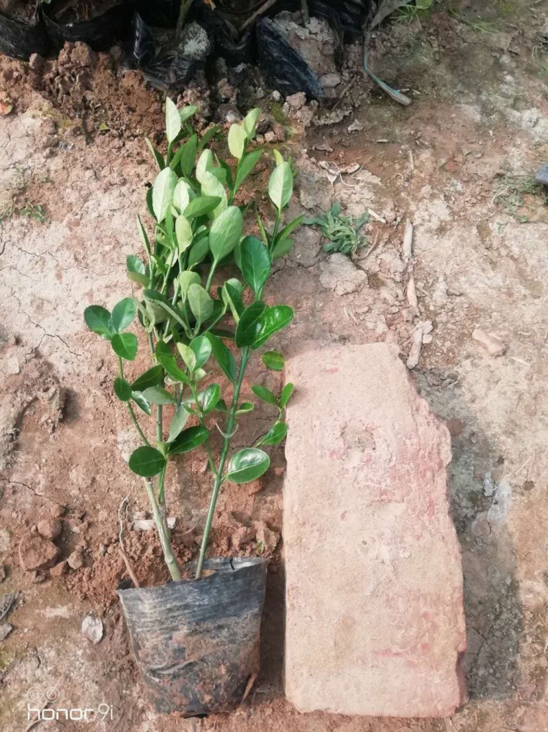 小叶扶芳藤，大叶扶芳藤，大量有货，基地直销，规格齐全