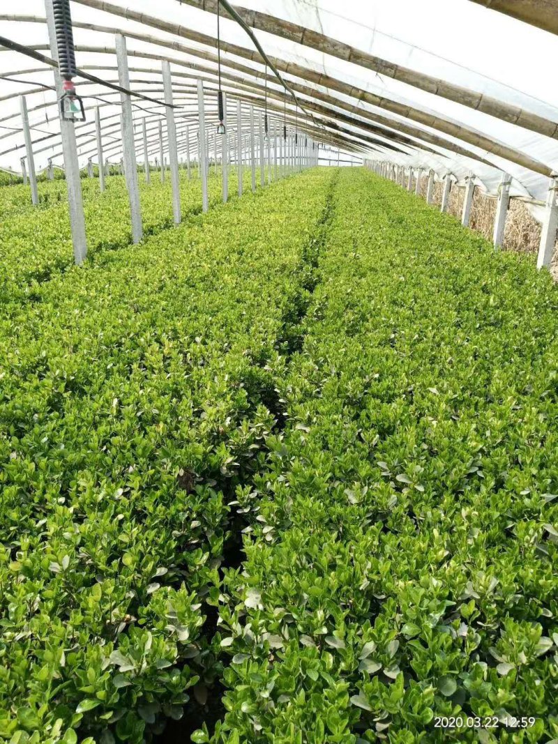 小叶扶芳藤，大叶扶芳藤，大量有货，基地直销，规格齐全