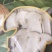 全国包邮云南精品野生菌FD冻干松茸