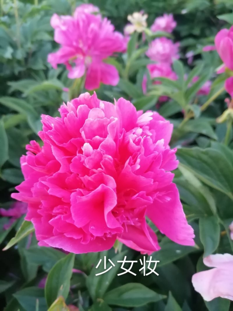 观赏芍药重瓣芍药多花芍药芍药菏泽芍药