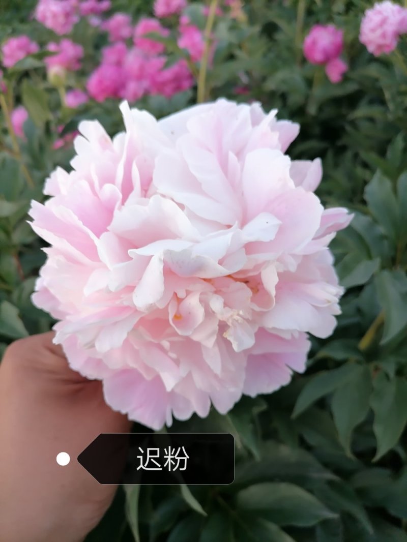 观赏芍药重瓣芍药多花芍药芍药菏泽芍药