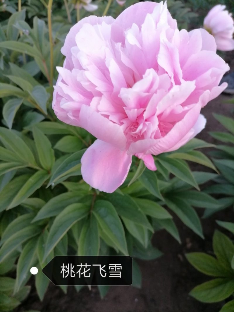 观赏芍药重瓣芍药多花芍药芍药菏泽芍药