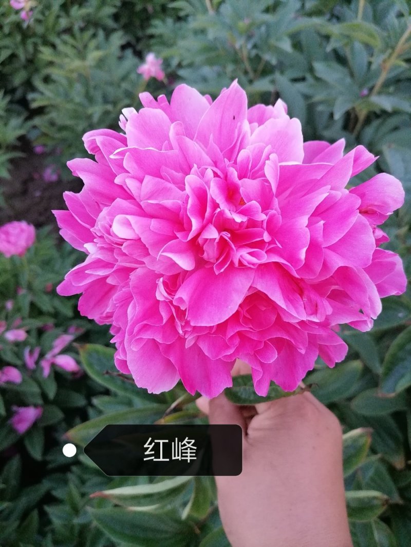 观赏芍药重瓣芍药多花芍药芍药菏泽芍药