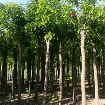 香花槐2020秋季量大各种规格