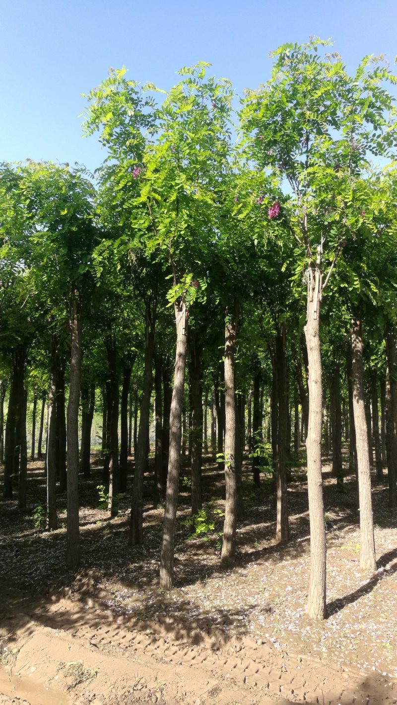 香花槐2020秋季量大各种规格