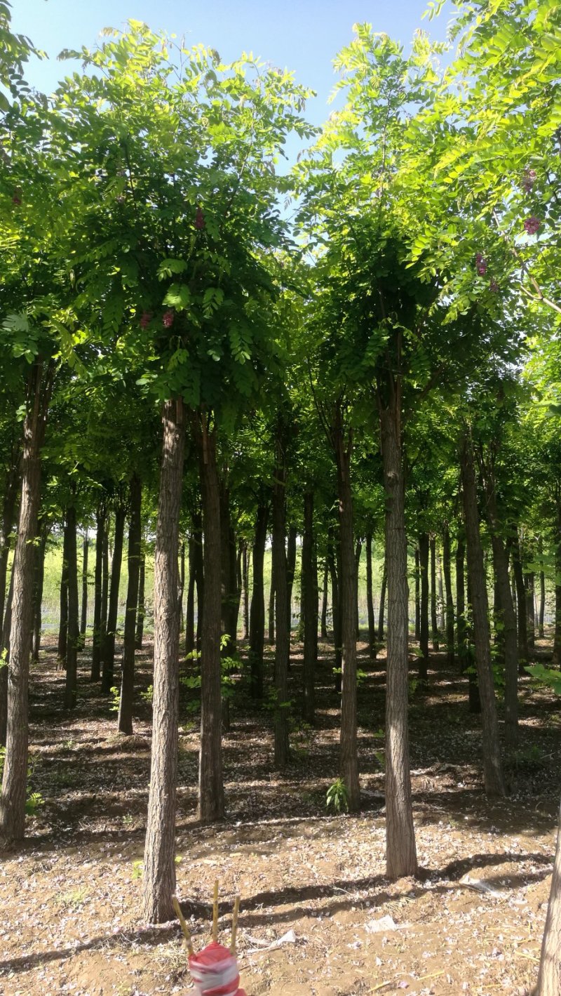 香花槐2020秋季量大各种规格