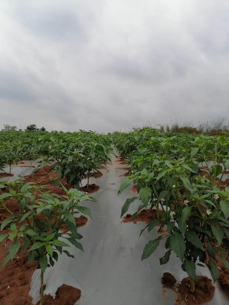 四川小米椒品质保证诚信经营欢迎联系接商超市场电商