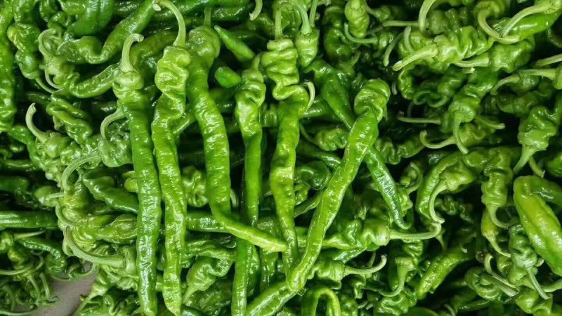 山东兰陵精品辣椒，上市货源充足，质量更好价格更低，一条龙